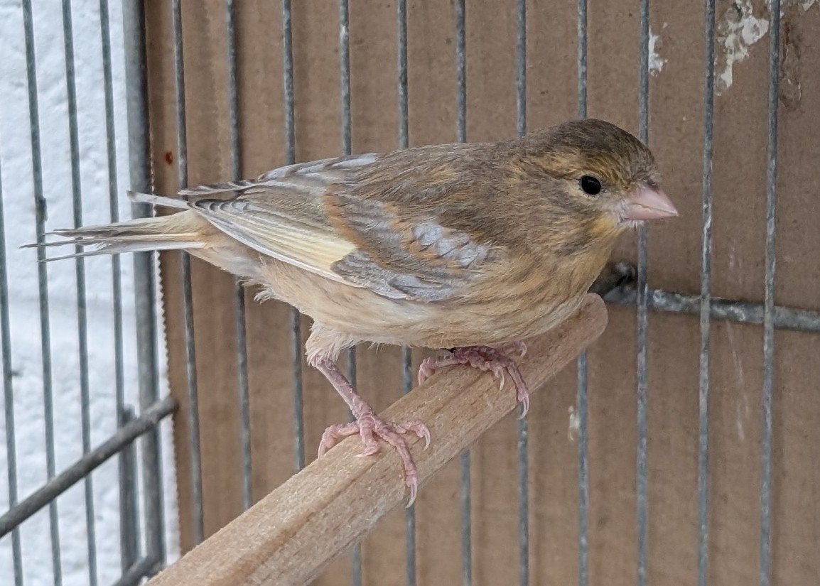 Canaris 2026, Dieren en Toebehoren, Vogels | Kanaries
