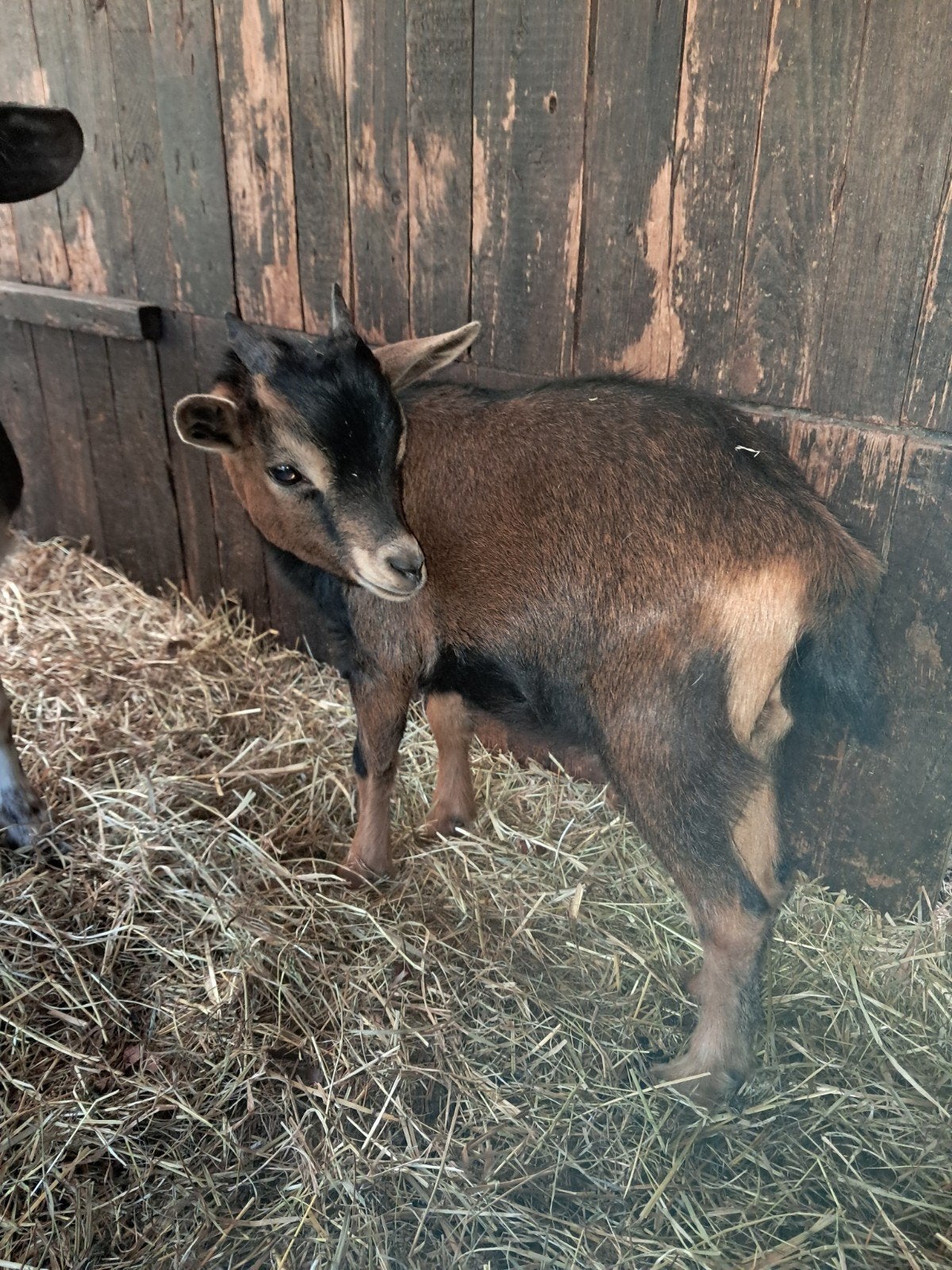 jonge dwerggeitjes gecastreerde bokjes, Dieren en Toebehoren, Schapen, Geiten en Varkens