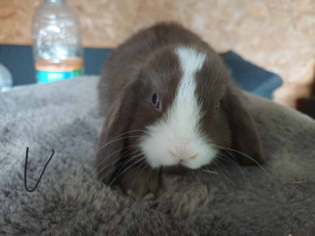 Koppeltje  nhd/minilop, Meerdere dieren, Dwerg, Hangoor, 0 tot 2 jaar