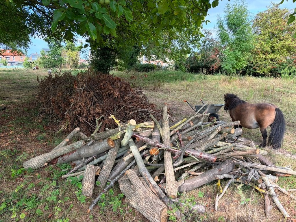 Bois de chauffage gratuit, Enlèvement, Bûches