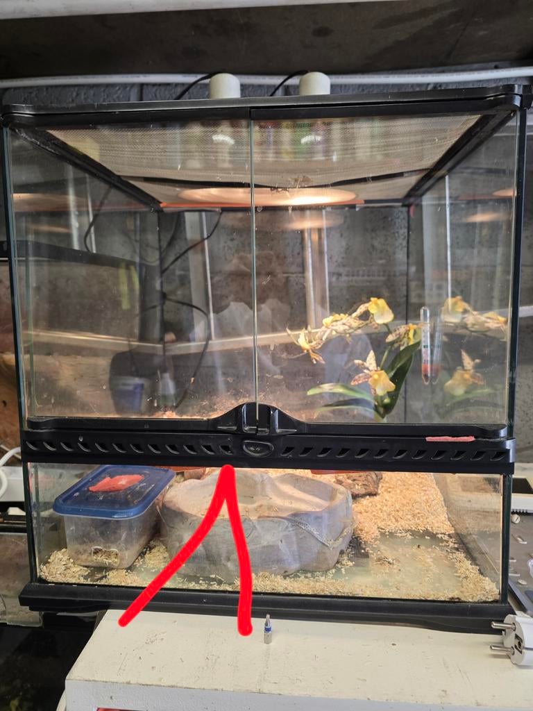 Te koop wegens stopzetting hobby, Animaux & Accessoires, Reptiles & Amphibiens | Accessoires, Enlèvement
