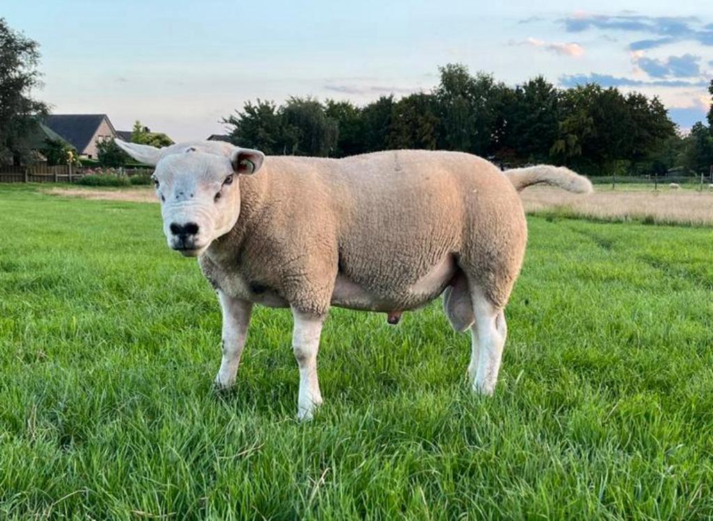 Béliers reproducteurs de Texelaar anglais à vendre, Mâle, Mouton, 0 à 2 ans