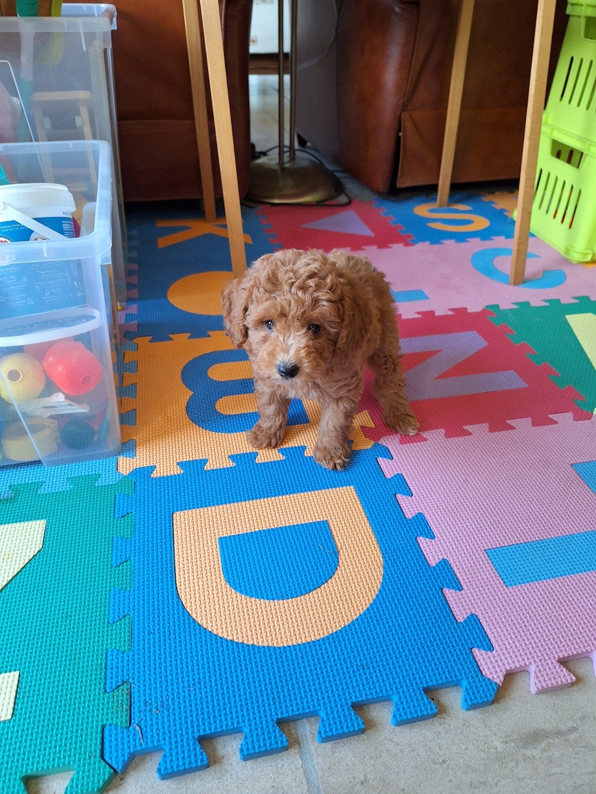 Dwergpoedel pups, Poedel, België, CDV (hondenziekte), 8 tot 15 weken