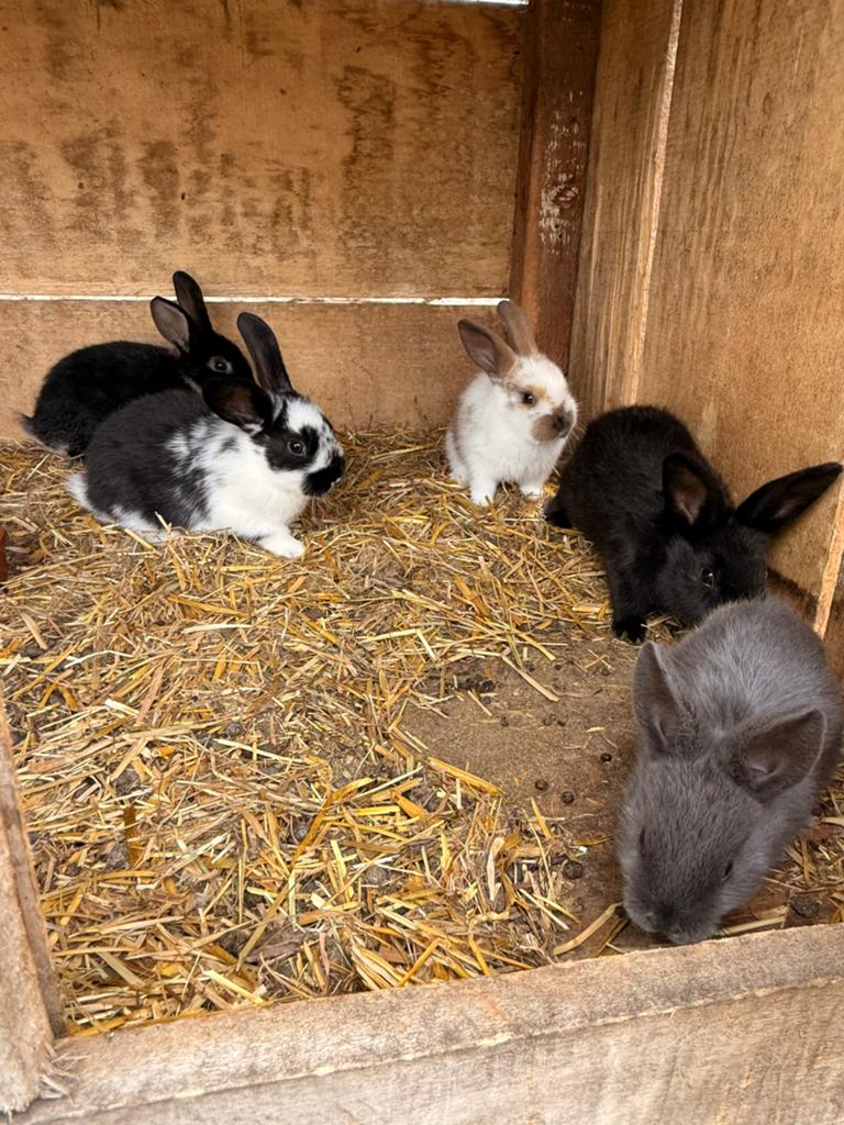 Dwergkonijntjes, Dieren en Toebehoren