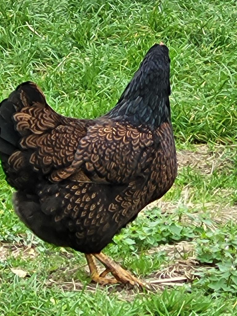 oeufs fécondé de Barnevelder, Sexe inconnu, Poule ou poulet