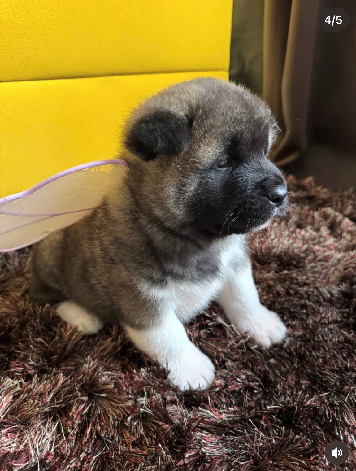 Amerikaanse Akita pups (Stamboom), Dieren en Toebehoren, België, Fokker | Hobbymatig, 8 tot 15 weken, Teef