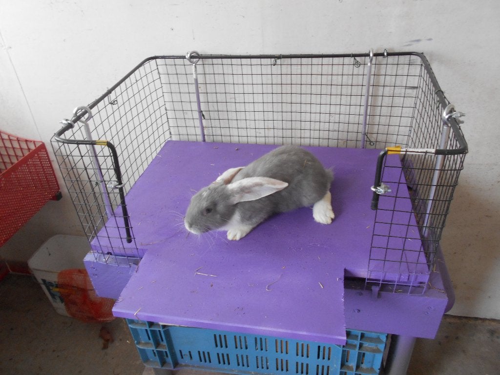 duitse reus lotharinger, Dieren en Toebehoren, Mannelijk, Groot, 0 tot 2 jaar