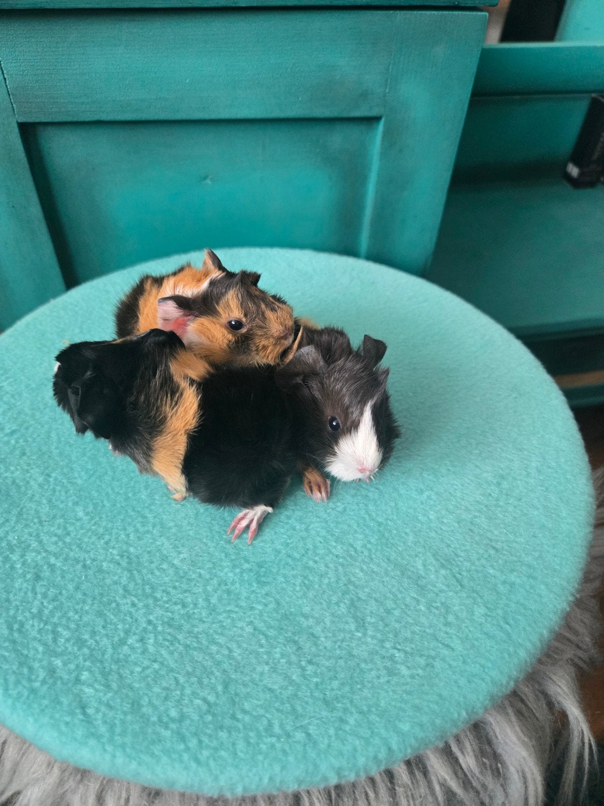 Des cobayes péruviens à vendre !, Animaux & Accessoires, Rongeurs, Plusieurs animaux, Cobaye, Juin, Domestique
