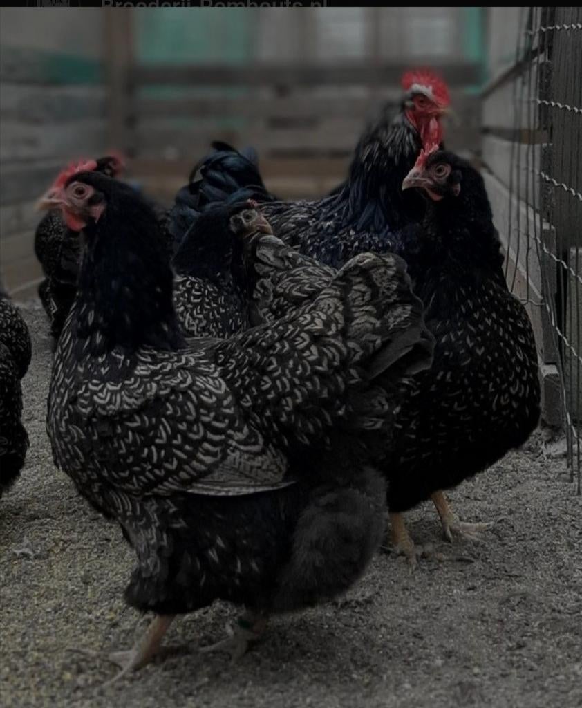 Trio Barnevelders beschikbaar, Dieren en Toebehoren, Pluimvee