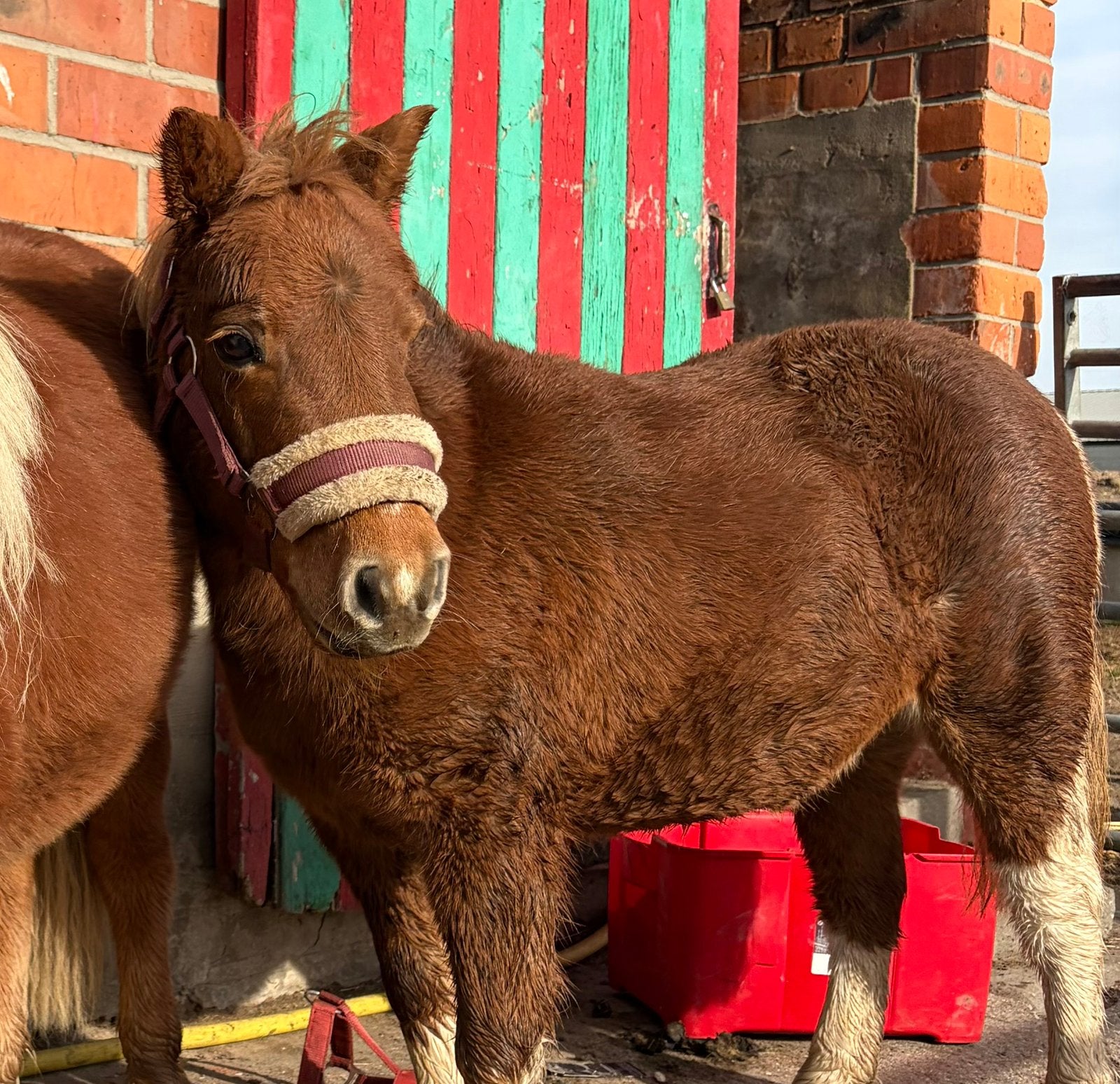 Shetlander