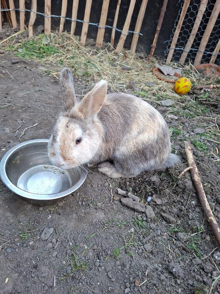 2 konijntjes te geef, Dieren en Toebehoren, Mannelijk, Middelgroot, 0 tot 2 jaar