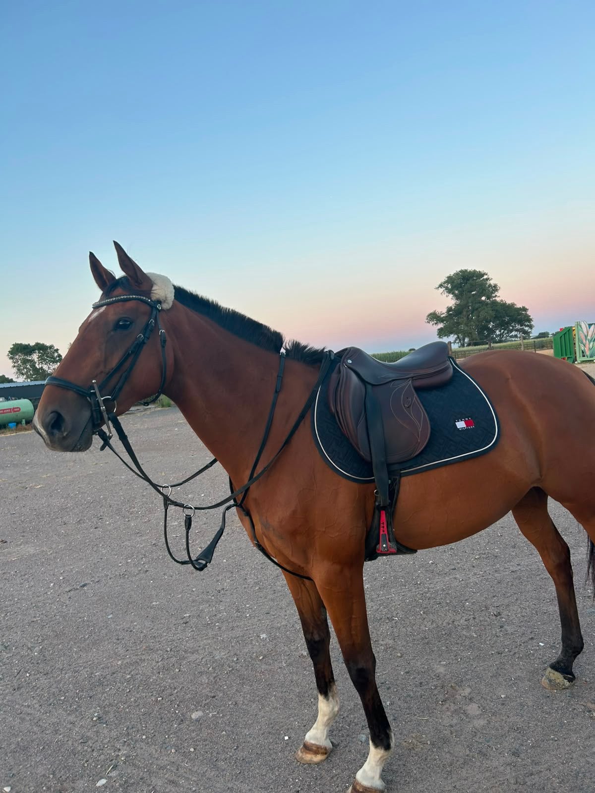 5jarige merrie, Avec pedigree, 160 à 165 cm, Cheval de saut, Jument