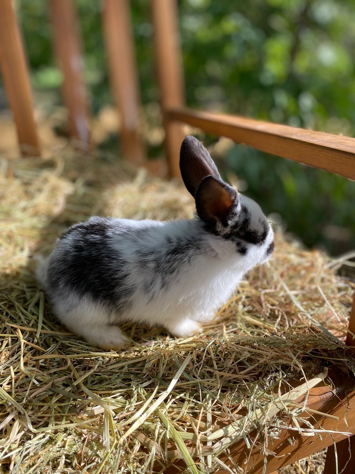 Dwergkonijn - vrouwtje, Dieren en Toebehoren, Vrouwelijk, Dwerg, 0 tot 2 jaar