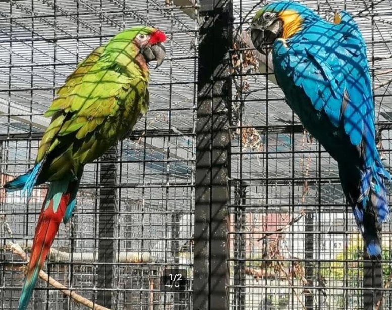 Kweekrijp koppel Ara ararauna x Ara militaris, Meerdere dieren, Papegaai, Geringd