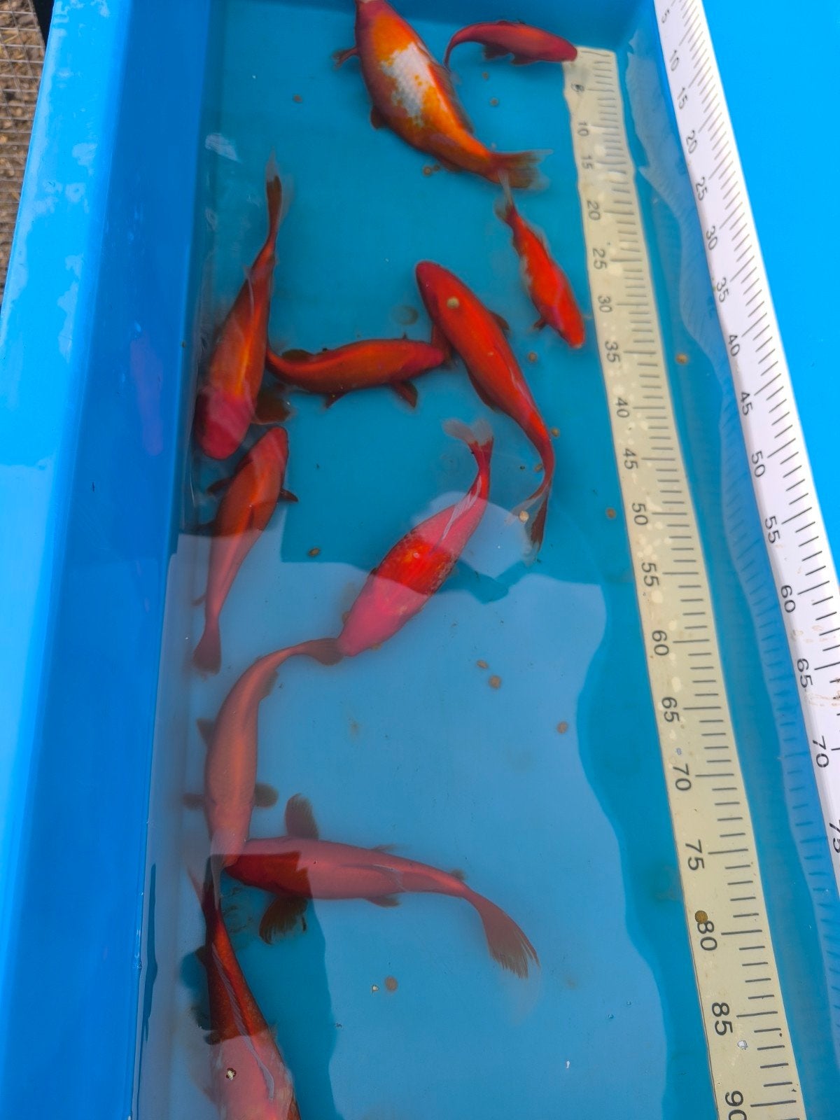 laatste goudvissen van 15 tot +25 cm, Dieren en Toebehoren, Goudvis(sen)