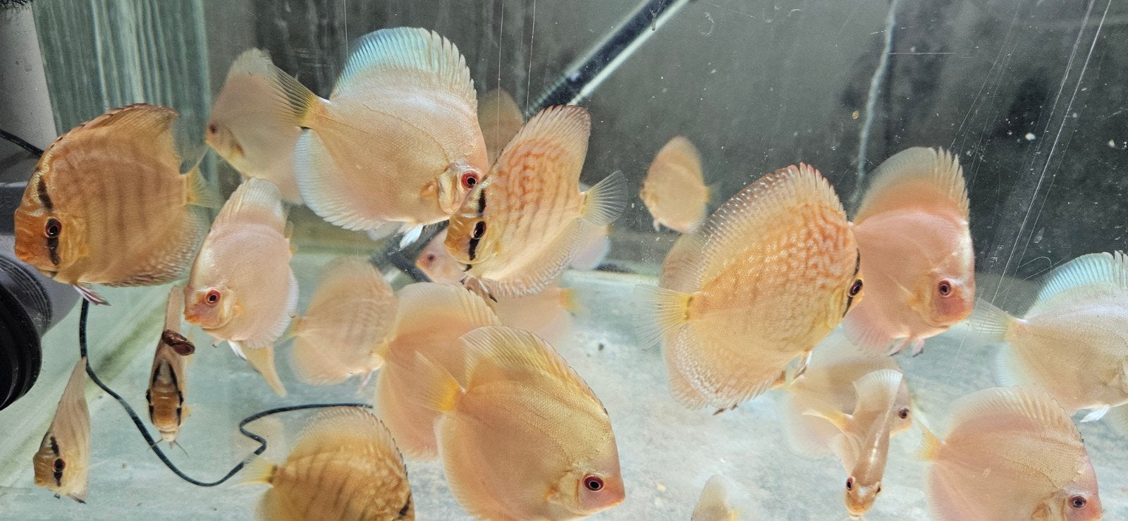 jeunes discus 5-8 cms, Dieren en Toebehoren