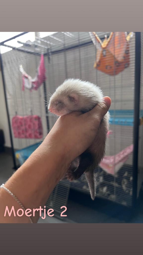 Frettenpups te reserveren️, Furet, Domestique, Avril, Plusieurs animaux