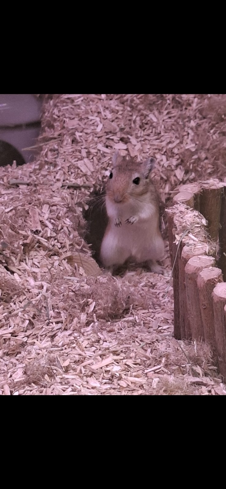 2 zusjes gerbils met kooi en alle accessoires alsook eten, Dieren en Toebehoren, Vrouwelijk, Januari, Overige typen, Tam