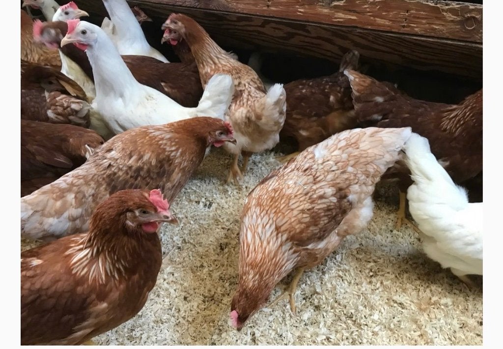 Lohmann legkippen, Dieren en Toebehoren