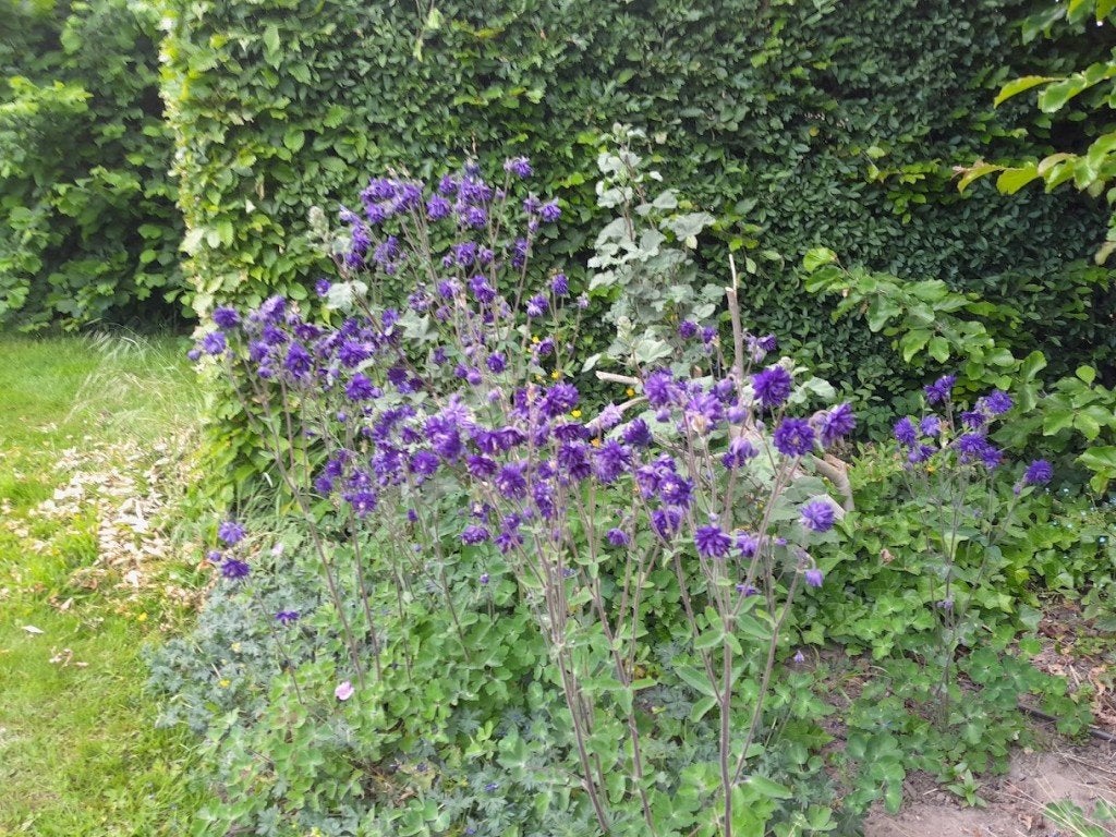 Akelei Vulgaris, Tuin en Terras, Planten | Tuinplanten, Ophalen, Vaste plant, Overige soorten