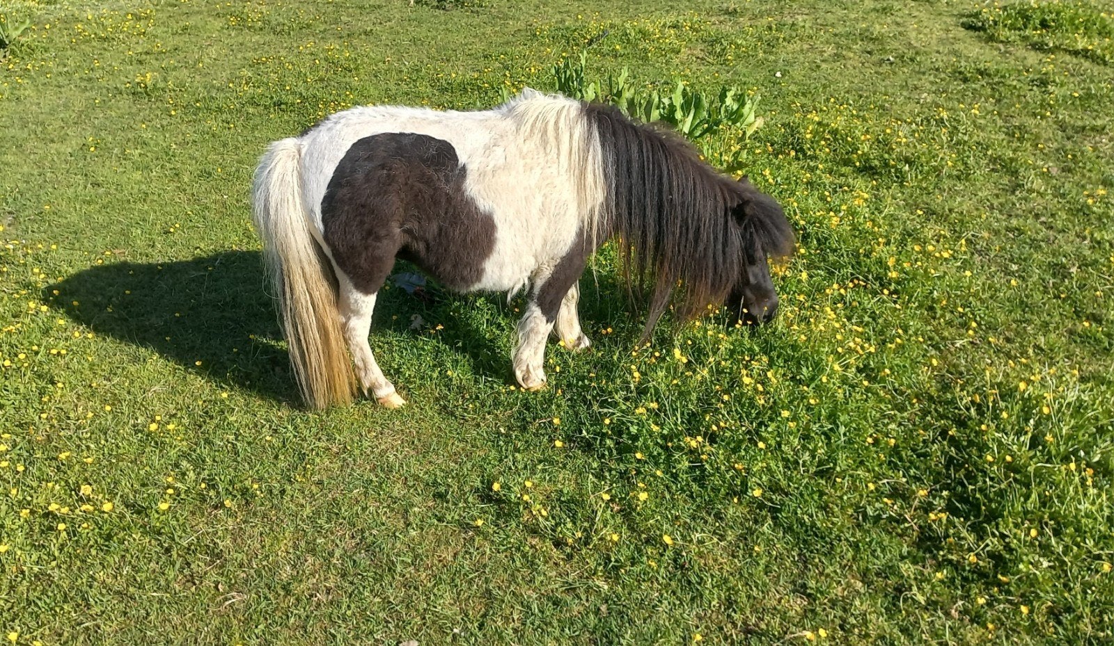 Bonte Merrie's., Dieren en Toebehoren, Merrie