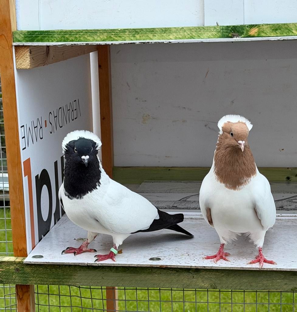 Nun duiven koppel, Dieren en Toebehoren, Meerdere dieren, Overige soorten