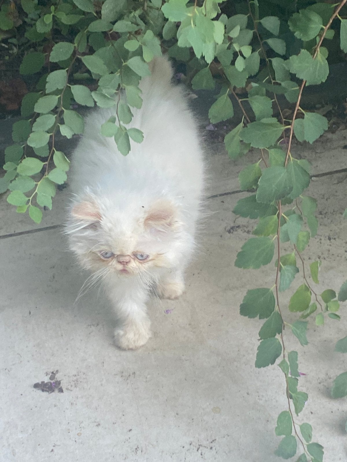 Chatons persans Colourpoint. MAINTENANT DISPONIBLE, Chat, Avec puce électronique, 0 à 2 ans