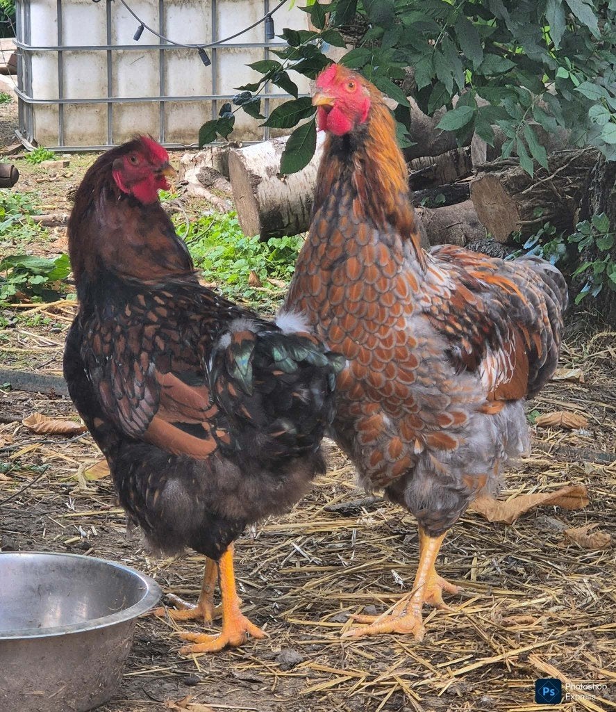 Coq grand wyandotte, Mâle, Poule ou poulet