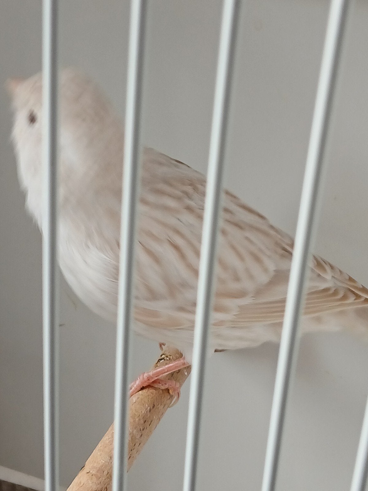 Isabel wit  / satinet  wit, Dieren en Toebehoren