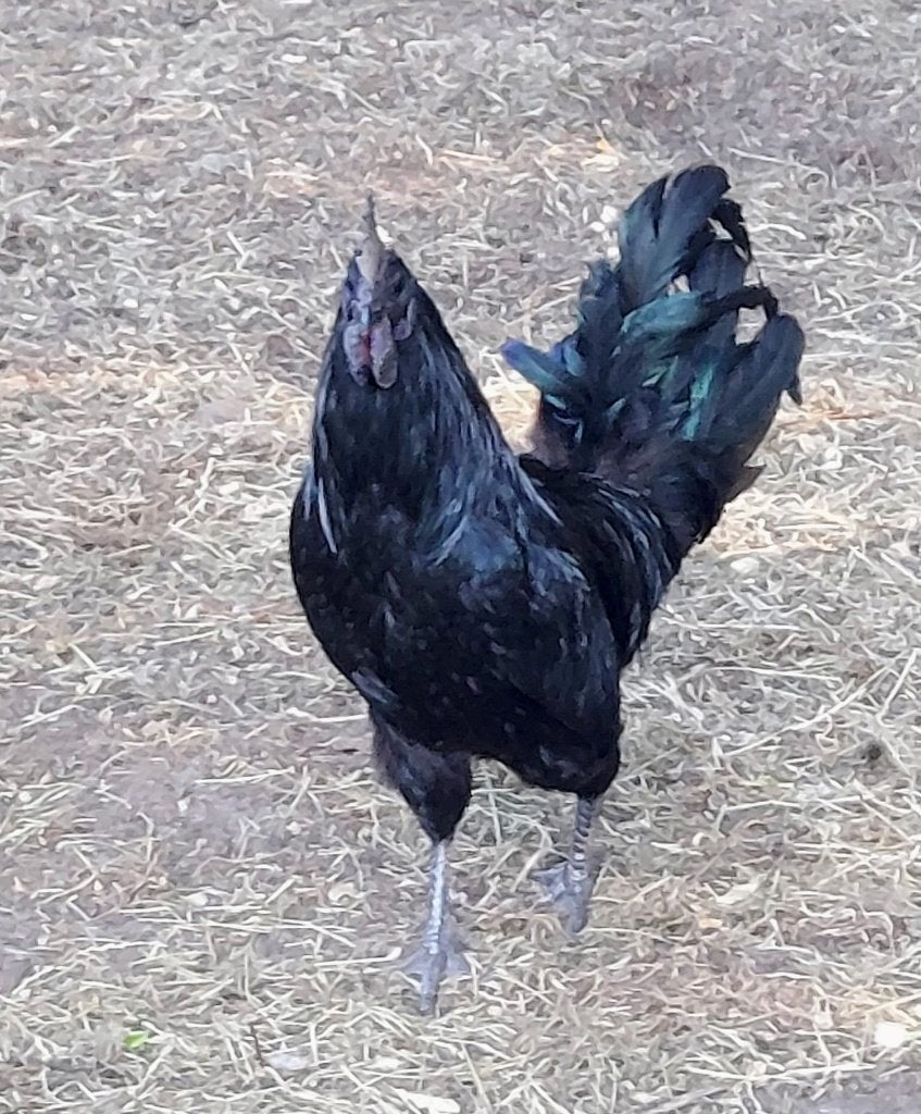 Ayam cemani haan, Dieren en Toebehoren, Mannelijk, Kip