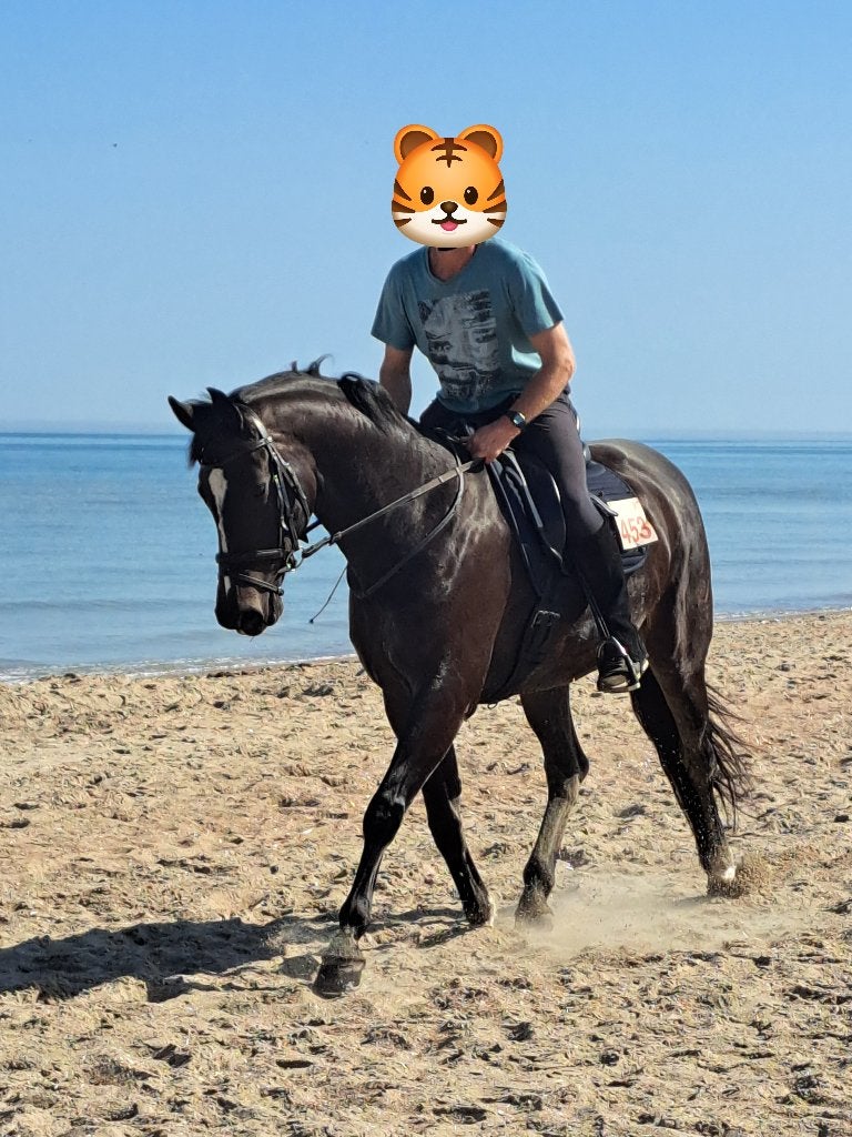 Prachtige zwarte 10-jarige dressuurmerrie, vader De Niro, Dieren en Toebehoren, Paarden, Merrie, Met stamboom, Dressuurpaard, L