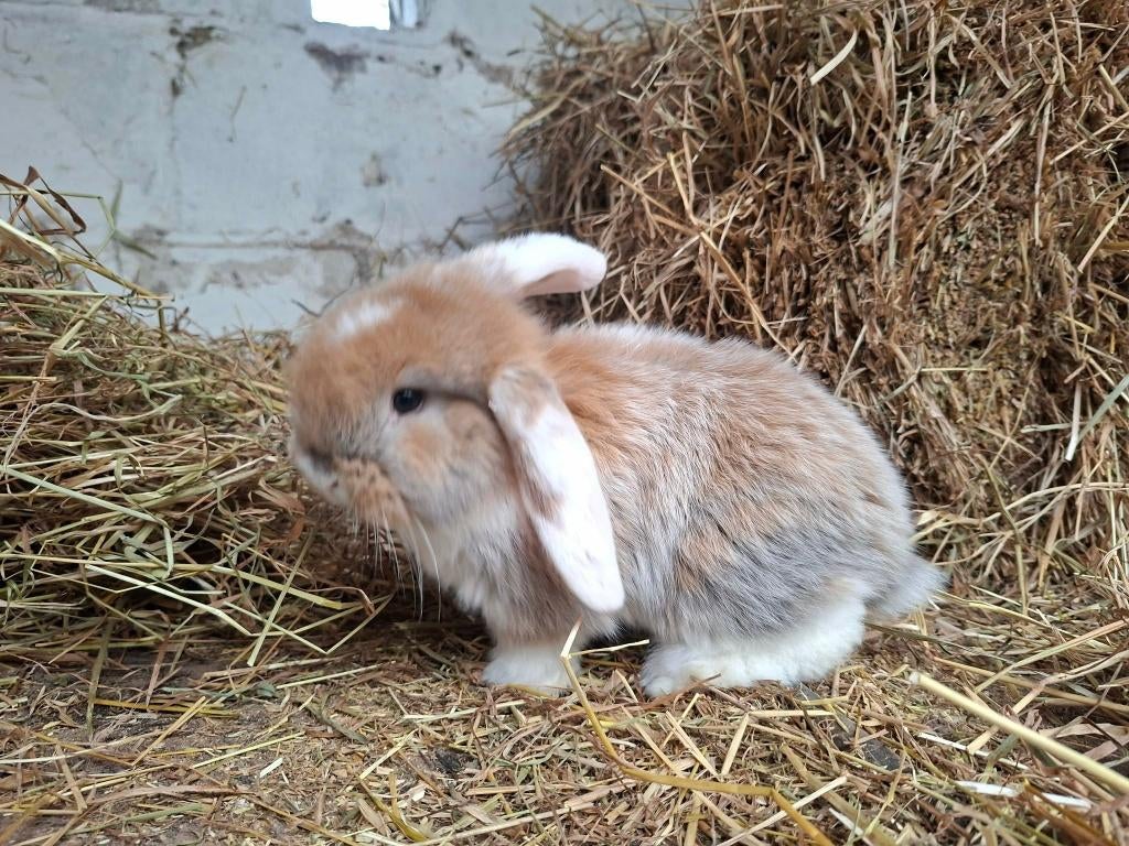 Lieve Franse hangoor konijntjes, Dieren en Toebehoren, Meerdere dieren, Groot, Hangoor, 0 tot 2 jaar