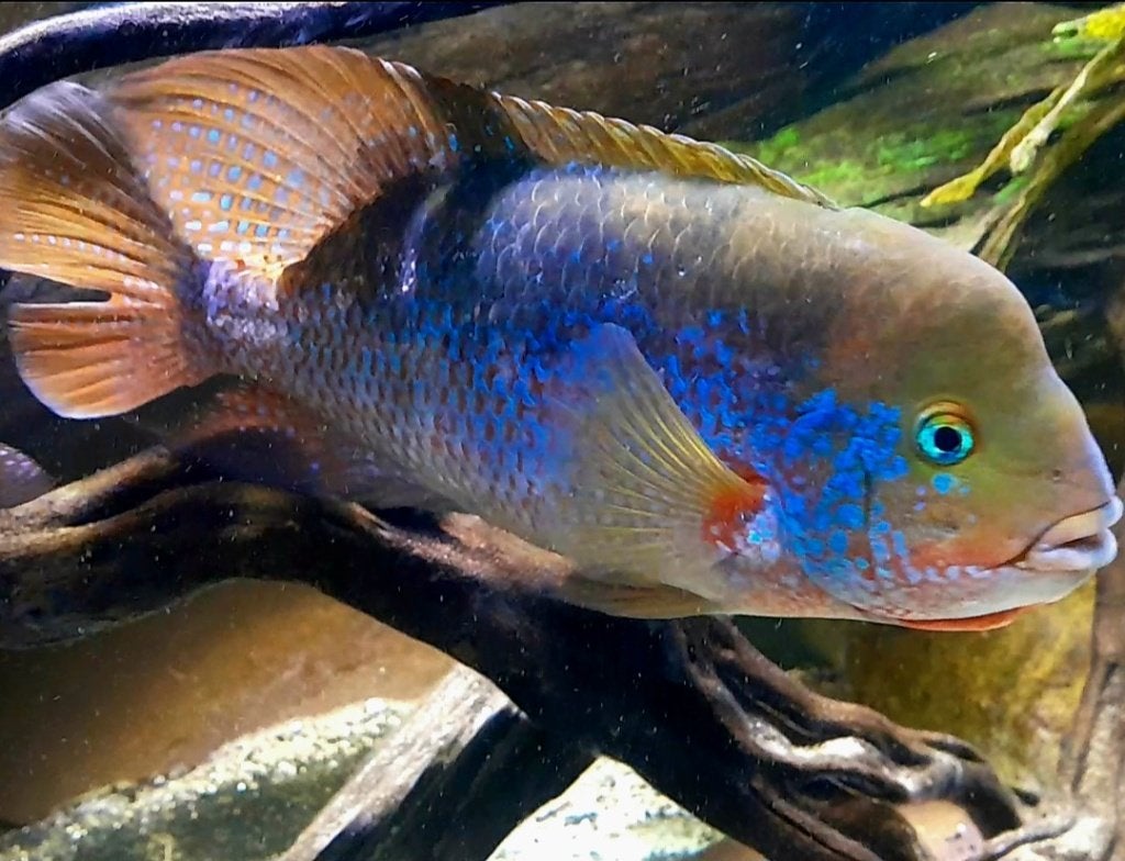 Aquariumvissen Microphthalmus, Dieren en Toebehoren, Vis, Zoetwatervis