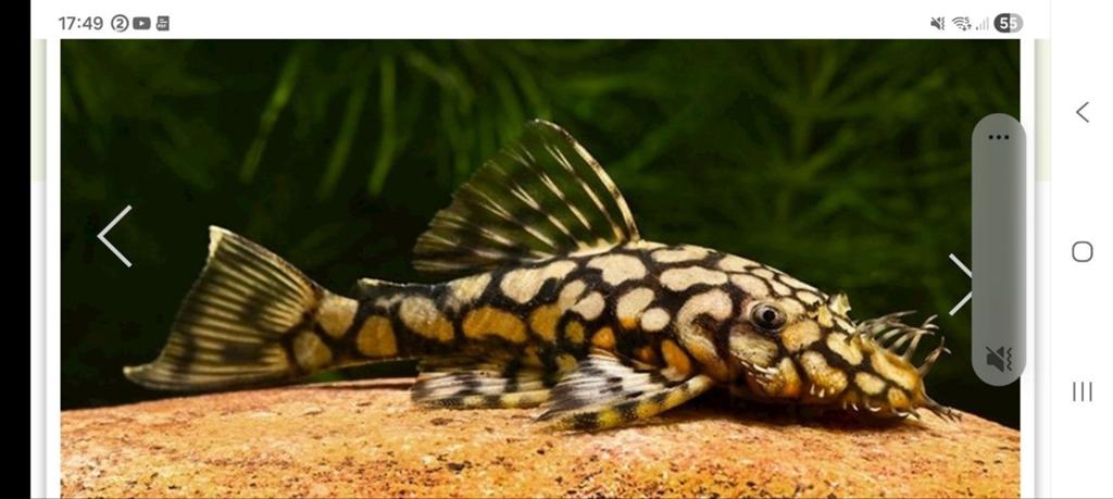 Ancistrus , ancistrus sp L519 rio intenez . Pleco.