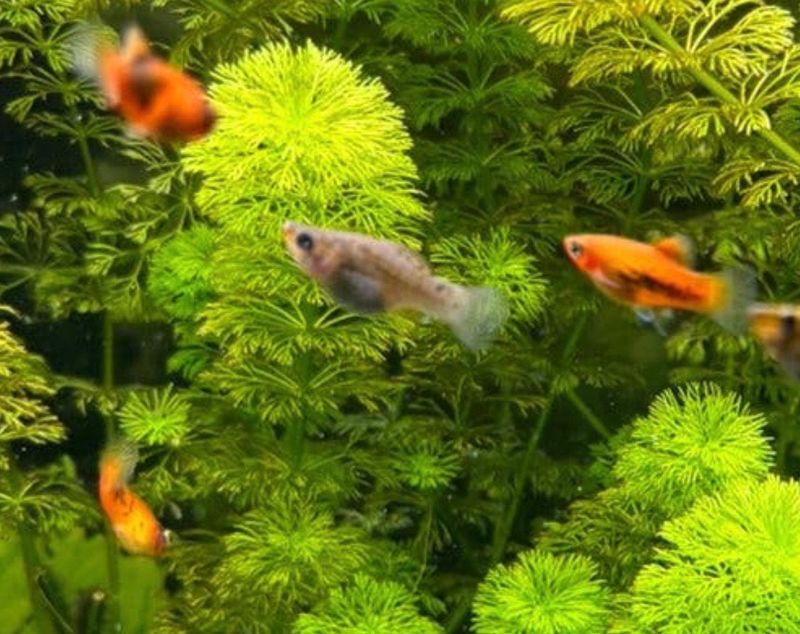 Baby Platys & Mollys