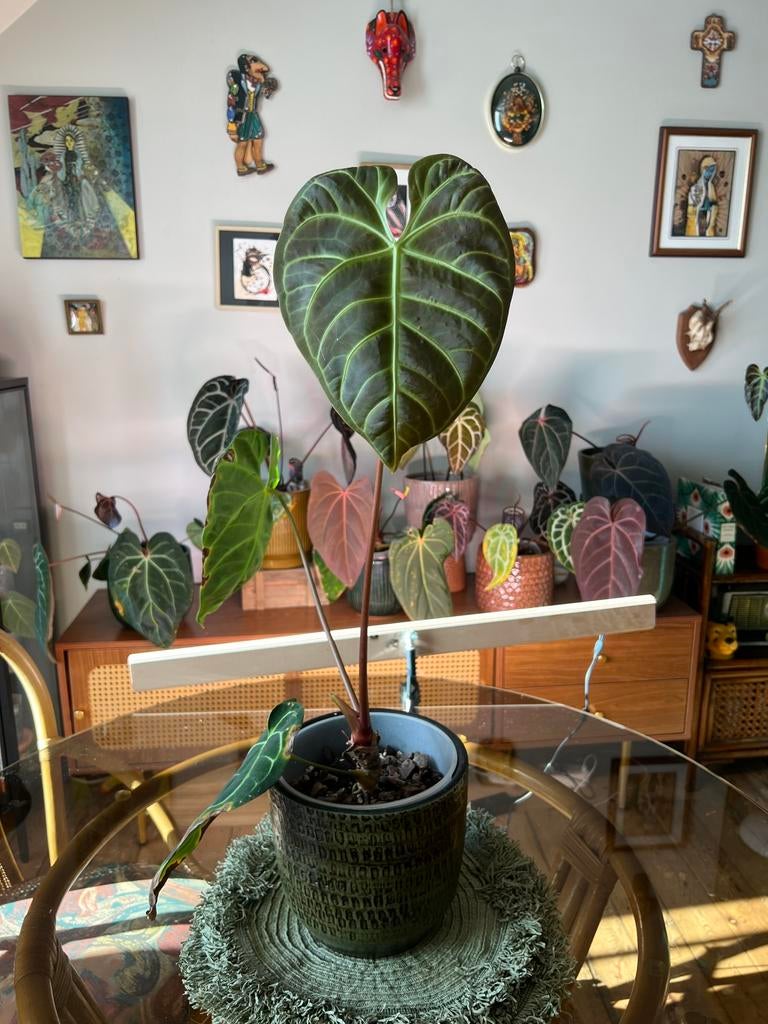 Anthurium Regale, Enlèvement