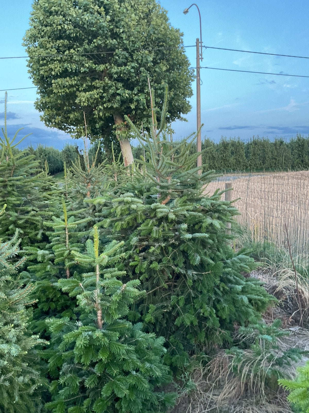 Ketstbomen ,Nordman, Jardin & Terrasse, Enlèvement