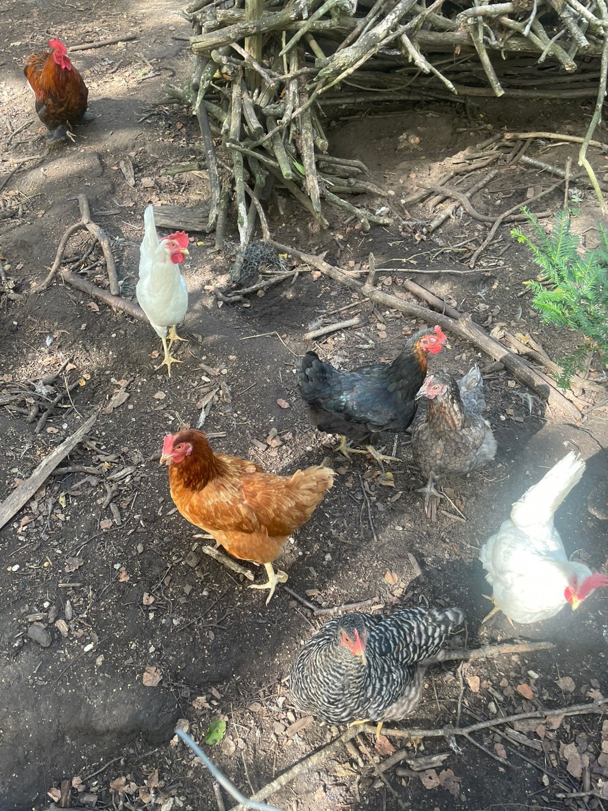 Poules pondeuses, Poule ou poulet