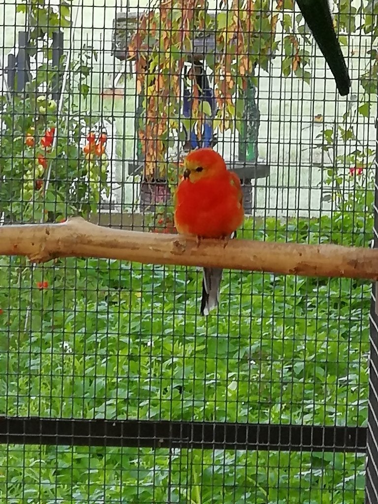 roodrug, Mâle, Perruche, Bagué