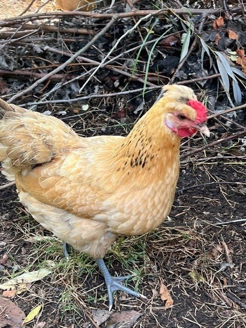 haan met 2 hennen, Meerdere dieren, Kip