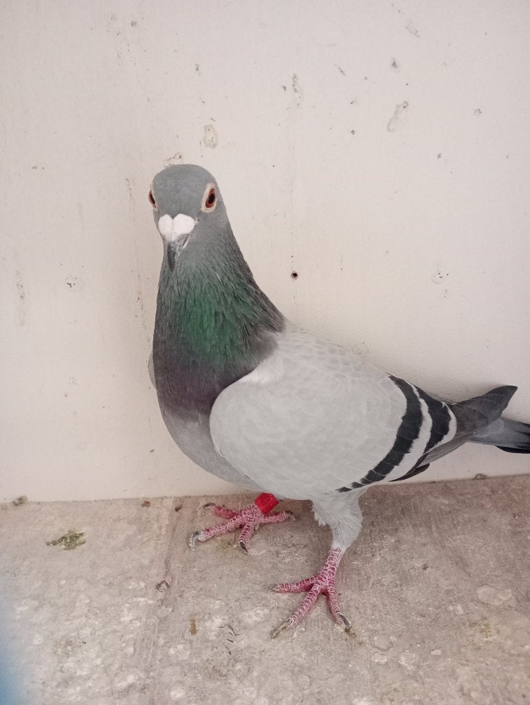 Poule reproductrice ! 2022 ! ! !, Animaux & Accessoires, Femelle, Pigeon voyageur