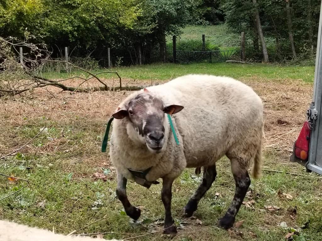 Ram , 3stuks, grote dieren, Dieren en Toebehoren, Schapen, Geiten en Varkens