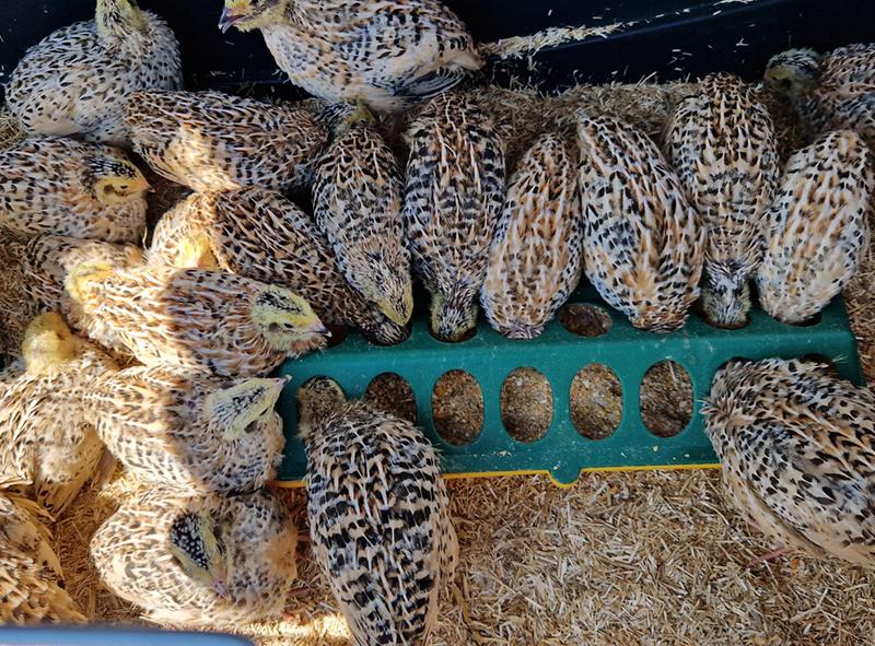 30 jonge japanse kwartels (mix), Dieren en Toebehoren, Pluimvee, Meerdere dieren
