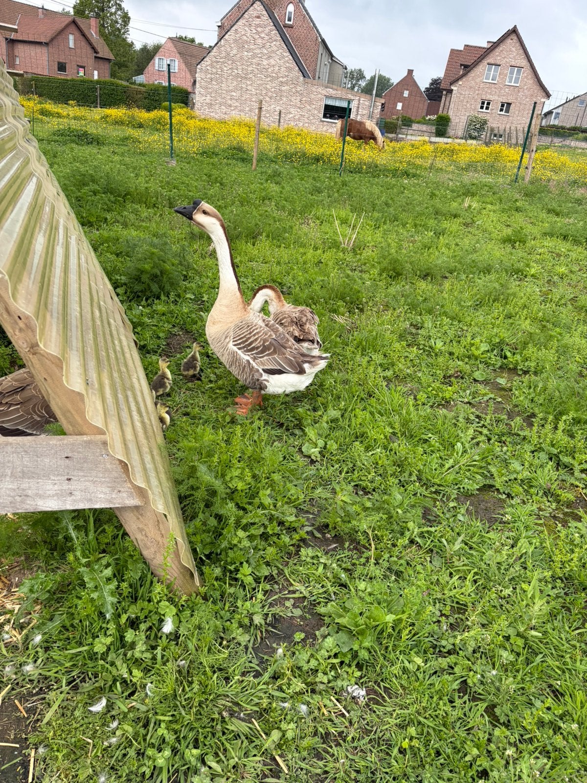 3 knobbelganzen, Plusieurs animaux, Oie ou Cygne