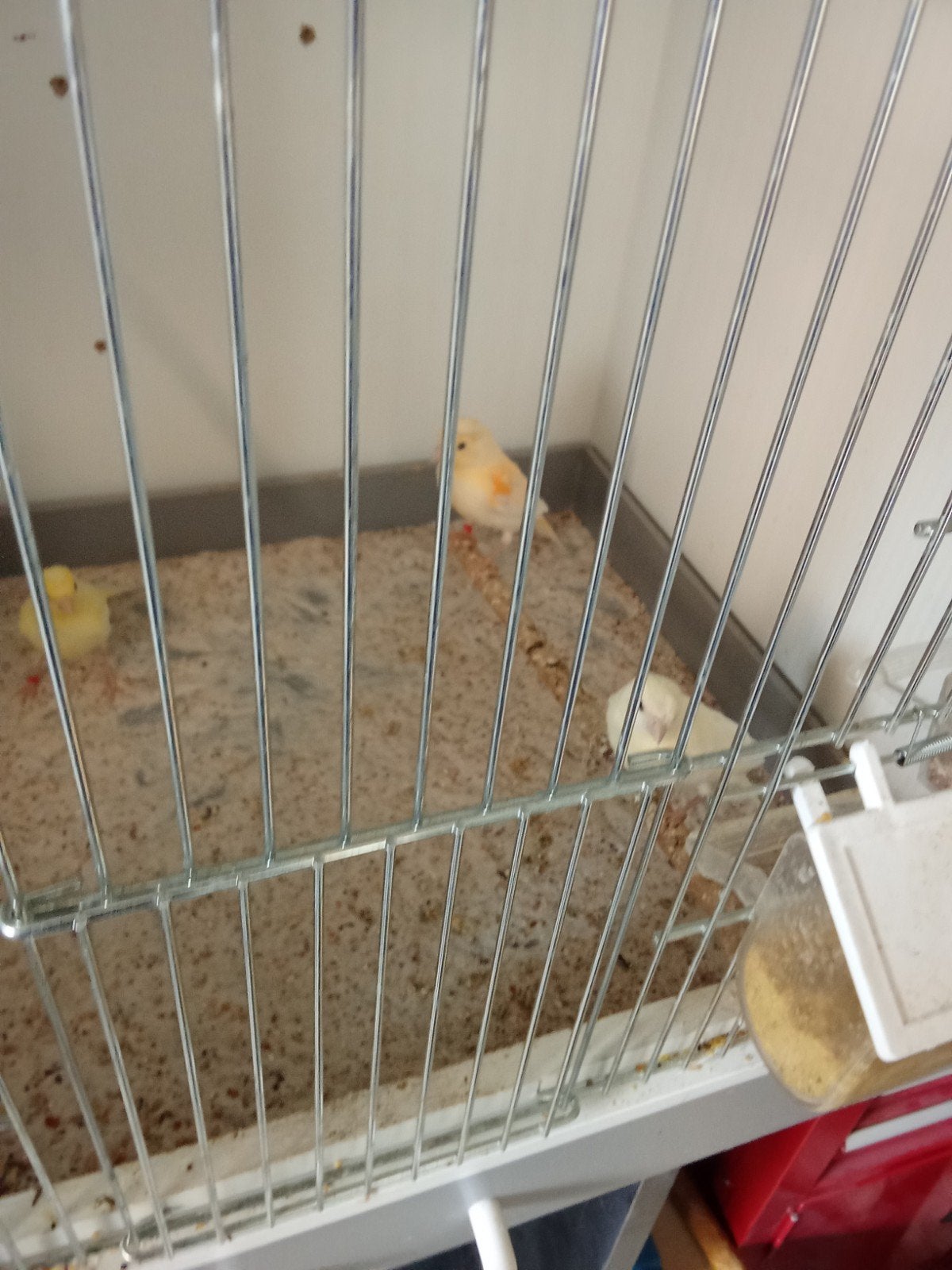 te koop 4 Jonge Kanaries, Dieren en Toebehoren