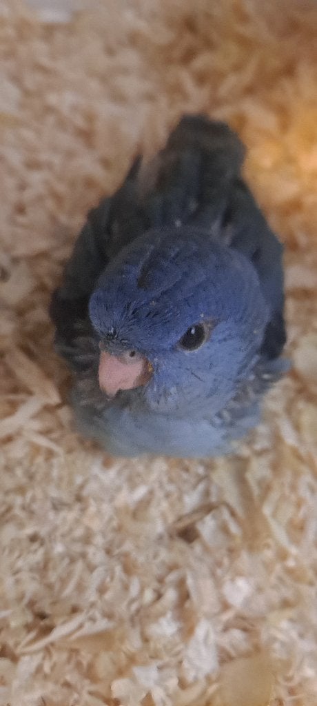 Catherine Parakeet voor Sam, Meerdere dieren, Parkiet, Geringd