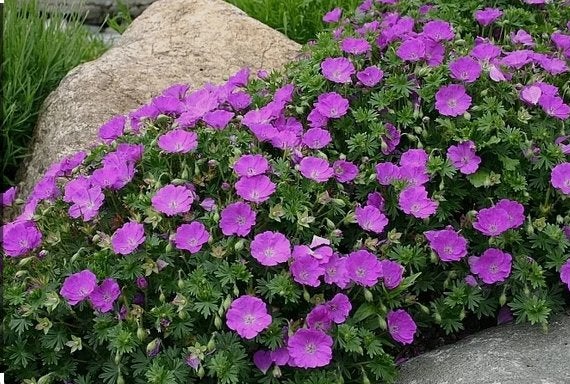 Tuingeranium sanguineum ' Max Frei', Tuin en Terras, Planten | Tuinplanten, Ophalen, Bodembedekkers, Volle zon, Vaste plant