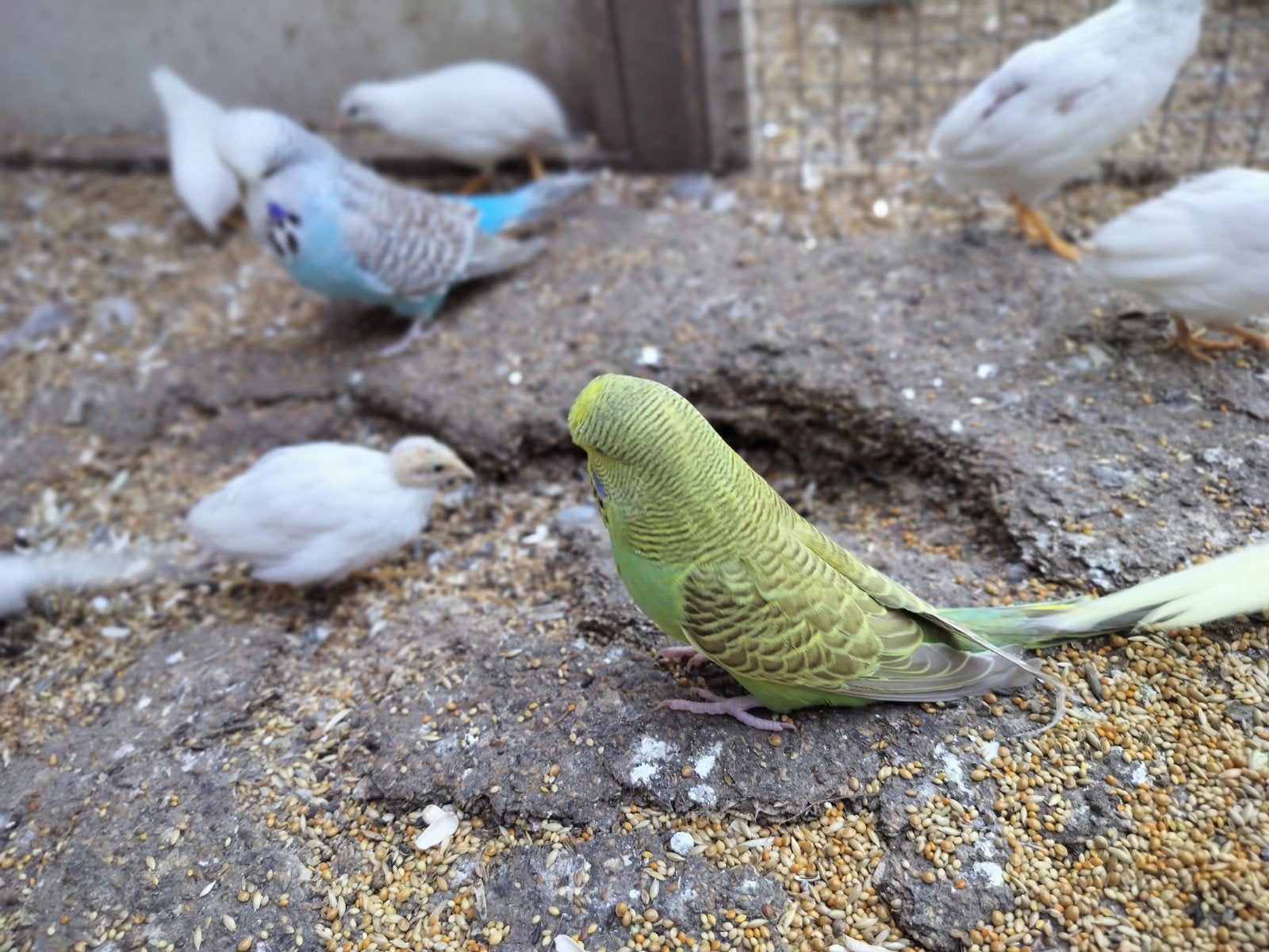 Jonge Engelse grasparkiet, Dieren en Toebehoren, Vogels | Parkieten en Papegaaien, Geringd