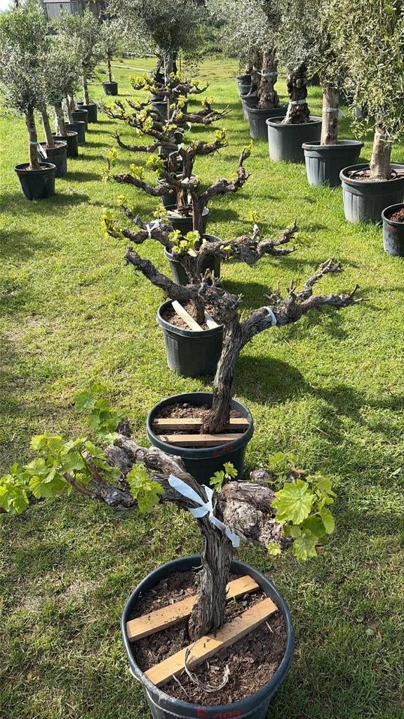 ‼️prachtige witte druivelaars verse aanvoer ‼️, Tuin en Terras, Planten | Bomen, Ophalen