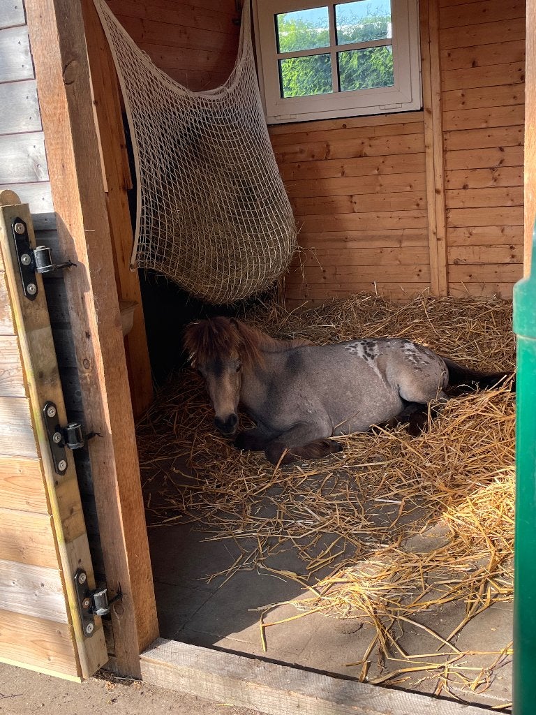 Mooie mini paardje appaloosa, Animaux & Accessoires, Poneys, Vermifugé, Poney de récréation, 0 à 2 ans, Ne s'applique pas